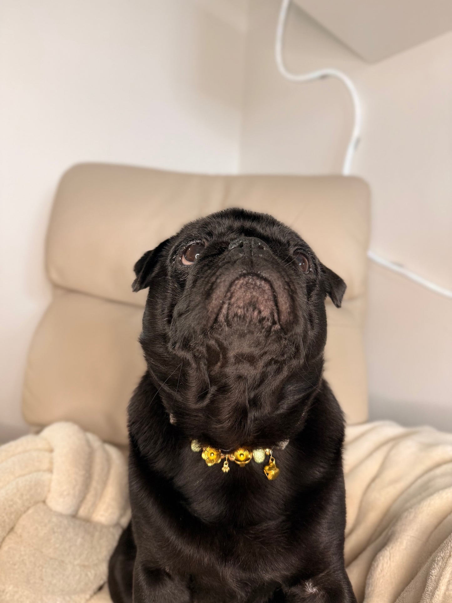 Hundehalskette Tinkerbell 🐾✨