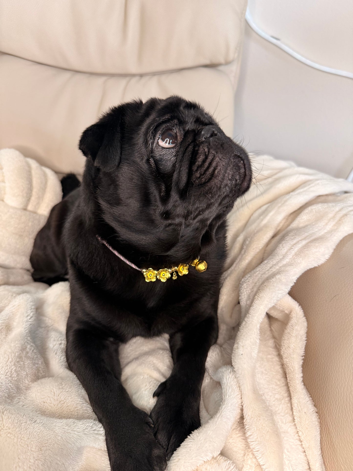 Hundehalskette Rosy 💕✨